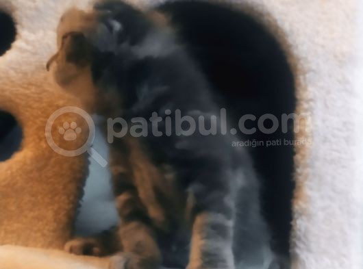 Scottish Fold görsel