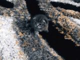 Scottish Fold