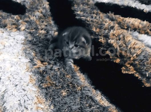 Scottish Fold görsel