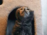 Scottish Fold