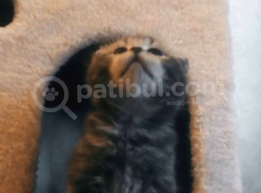 Scottish Fold görsel