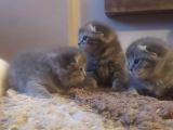 Scottish Fold