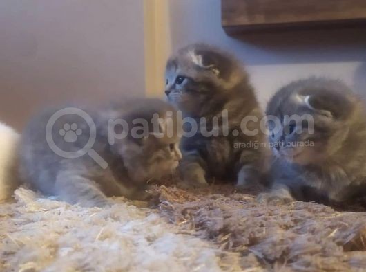 Scottish Fold görsel