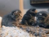 Scottish Fold