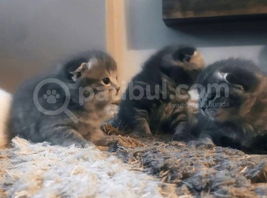 Scottish Fold görsel