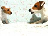 1.5 Aylık Erkek Safkan Kısa Bacak Orijinal Jack Russel