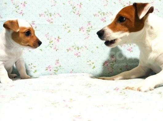1.5 Aylık Erkek Safkan Kısa Bacak Orijinal Jack Russel görsel