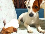 1.5 Aylık Erkek Safkan Kısa Bacak Orijinal Jack Russel