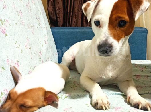 1.5 Aylık Erkek Safkan Kısa Bacak Orijinal Jack Russel görsel