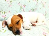 1.5 Aylık Erkek Safkan Kısa Bacak Orijinal Jack Russel