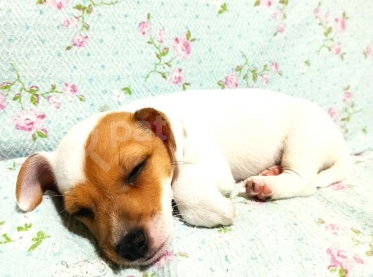 1.5 Aylık Erkek Safkan Kısa Bacak Orijinal Jack Russel görsel