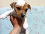 1.5 Aylık Erkek Safkan Kısa Bacak Orijinal Jack Russel