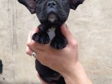 French Bulldog Di̇şi̇ Erkek Yavrular