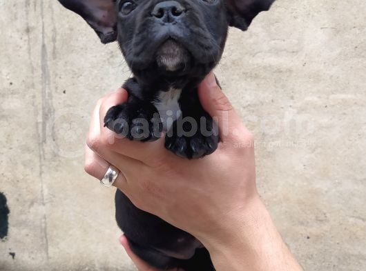 French Bulldog Di̇şi̇ Erkek Yavrular görsel