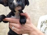 French Bulldog Di̇şi̇ Erkek Yavrular