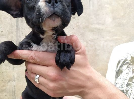 French Bulldog Di̇şi̇ Erkek Yavrular görsel