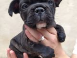French Bulldog Di̇şi̇ Erkek Yavrular