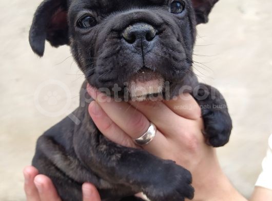 French Bulldog Di̇şi̇ Erkek Yavrular görsel