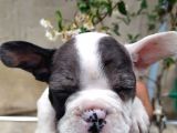 French Bulldog Di̇şi̇ Erkek Yavrular