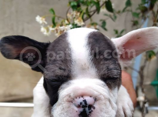 French Bulldog Di̇şi̇ Erkek Yavrular görsel