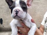 French Bulldog Di̇şi̇ Erkek Yavrular