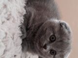 Teslim Edilmeye Hazır Dişi Yavru