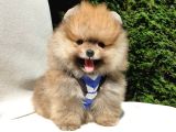 Pomeranian Boo Teddy Bear Yavrular