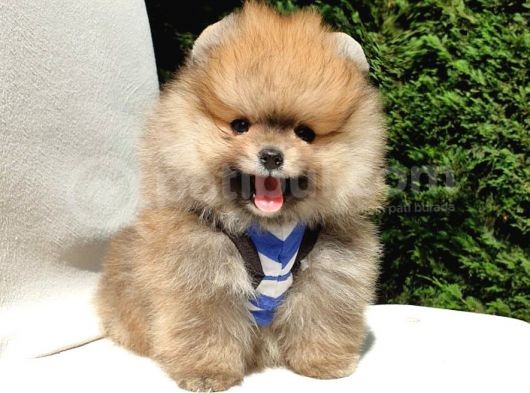 Pomeranian Boo Teddy Bear Yavrular görsel