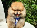 Pomeranian Boo Teddy Bear Yavrular
