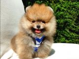 Pomeranian Boo Teddy Bear Yavrular