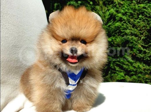 Pomeranian Boo Teddy Bear Yavrular görsel