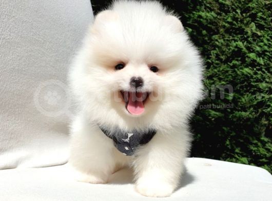 Pomeranian Boo Teddy Bear Yavrular