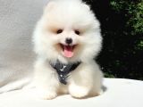 Pomeranian Boo Teddy Bear Yavrular
