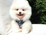 Pomeranian Boo Teddy Bear Yavrular
