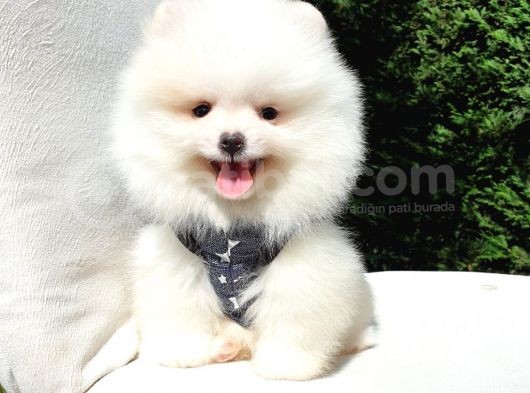 Pomeranian Boo Teddy Bear Yavrular görsel