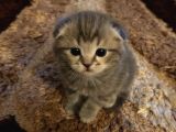 Scottish Fold