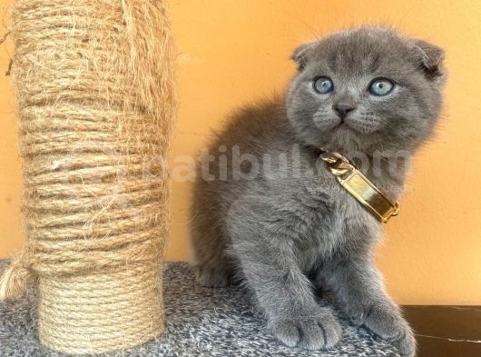 Sıfır Kulak Ayı Kafa Sevimli Bebekler görsel