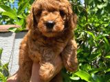 Anne Altından Poodle