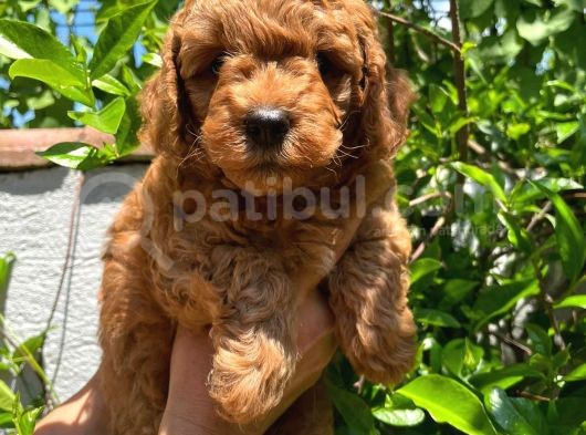 Anne Altından Poodle görsel