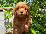 Anne Altından Poodle