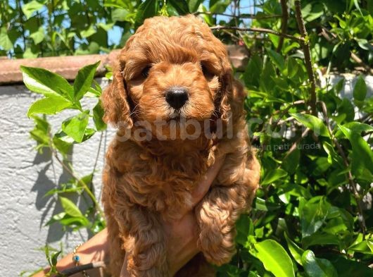Anne Altından Poodle görsel