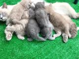 Sevimli Bebeklerimiz Yeni Yuvalarını Arıyor