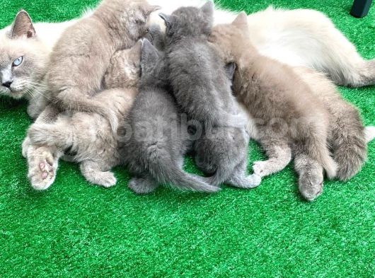 Sevimli Bebeklerimiz Yeni Yuvalarını Arıyor görsel