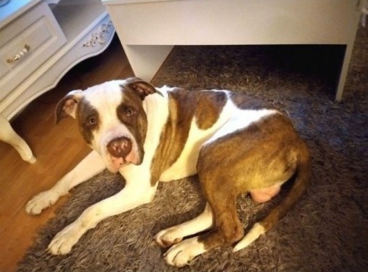 Evcil Pitbull