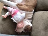Evcil Pitbull