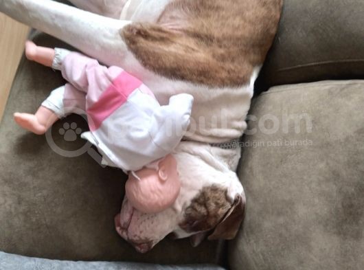 Evcil Pitbull görsel
