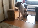 Evcil Pitbull
