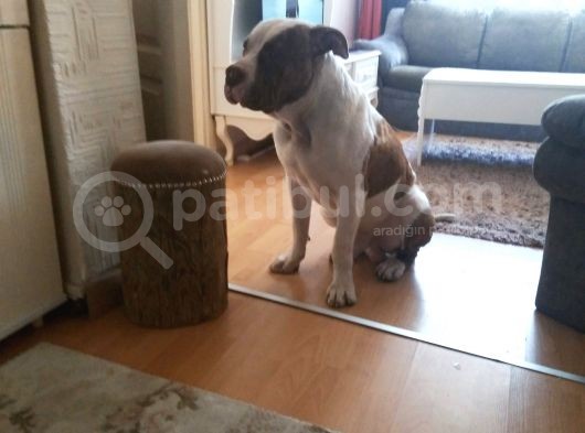 Evcil Pitbull görsel