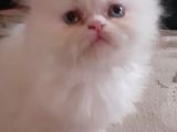 Ankara  Iran Kedi