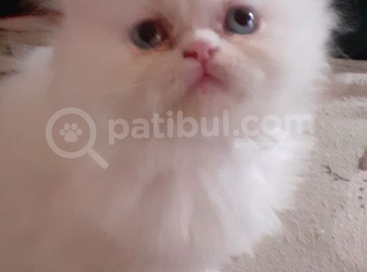 Ankara  Iran Kedi görsel